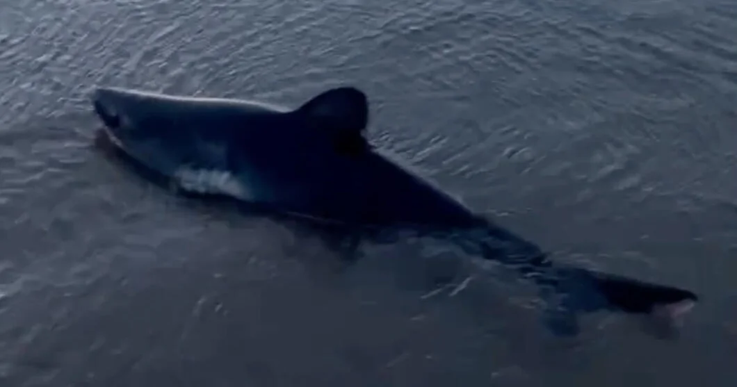 Woman walking her dogs on Oregon beach saves stranded shark, takes dramatic video of rescue