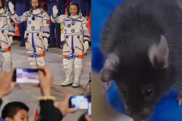 Why did four mice join Chinese astronauts on the latest space station mission? Meet China’s newest space travelers - Two males and two females chosen from 300 after rigorous 60-day training