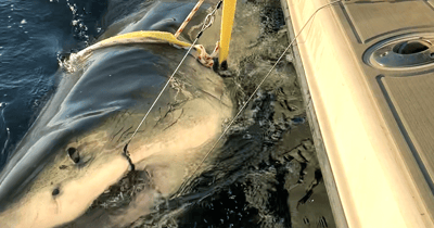 Massive great white shark pings near New Jersey after visiting Canada