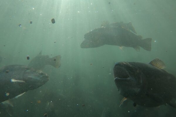 Innovative Aquafort project boosts local fish supply amid US shortages