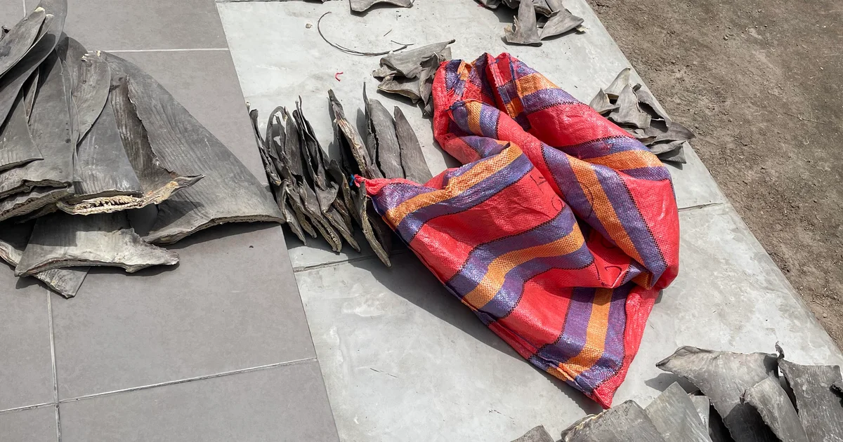 10,000 shark fins worth over $11M seized in major wildlife trafficking bust in Peru