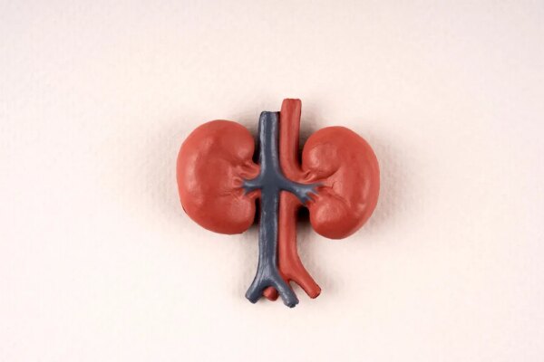 A 3D model of the kidneys and blood vessels over a pink background