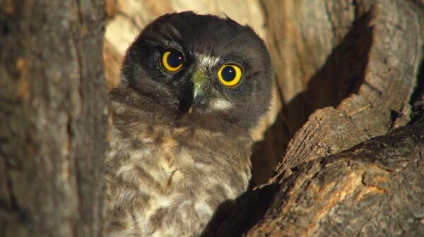 Owl partly covered in concrete after getting into cement mixer rescued in Utah