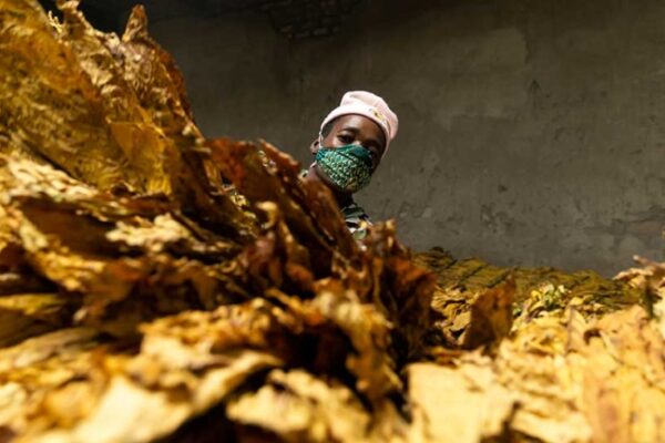 China Investment in Zimbabwe Tobacco Farming Growth