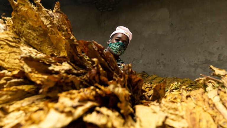 China Investment in Zimbabwe Tobacco Farming Growth