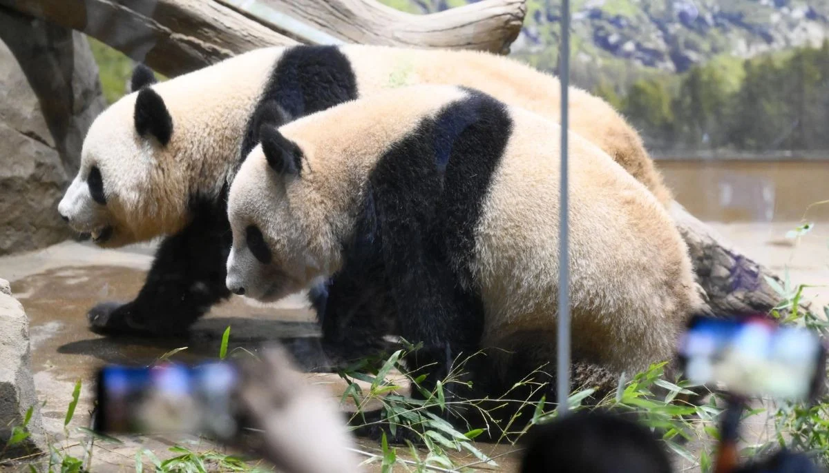 Japan says emotional goodbye as last two giant pandas head to China