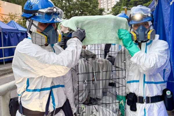 Charity leader’s faith in humanity renewed as 294 pets rescued in Hong Kong fire