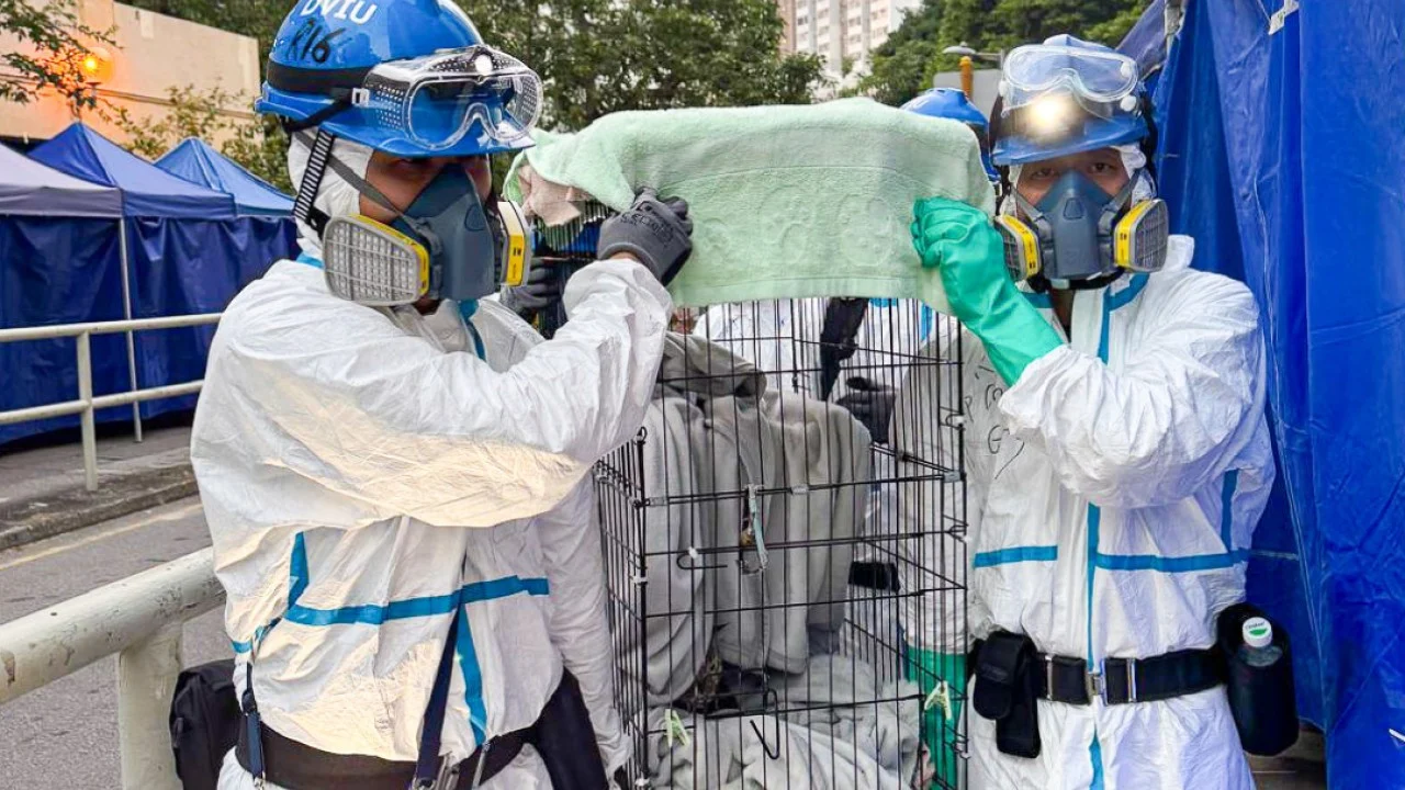 Charity leader’s faith in humanity renewed as 294 pets rescued in Hong Kong fire