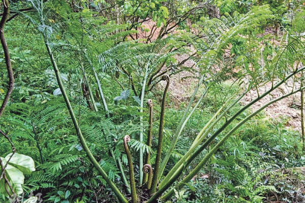 九市速遞：江門發現新物種「廣東觀音座蓮」 - 20251213 - 港聞 - 每日明報