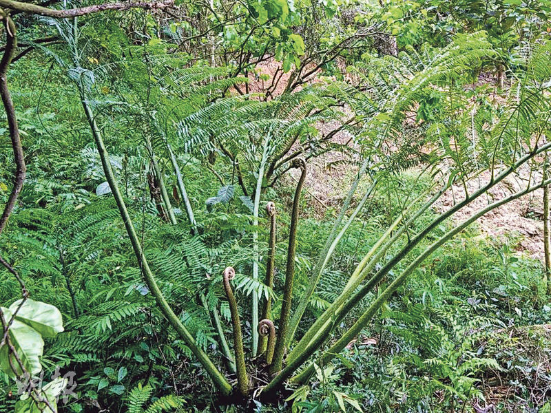 九市速遞：江門發現新物種「廣東觀音座蓮」 - 20251213 - 港聞 - 每日明報