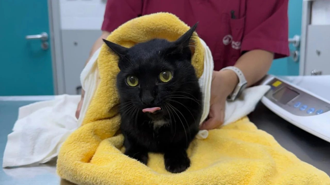 SPCA urges food, water and traps to find 84 pets missing after Hong Kong fire