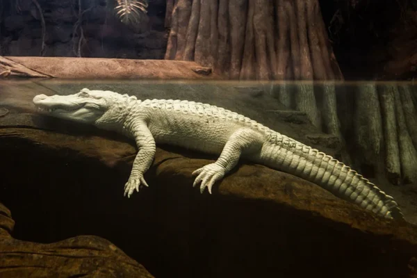 Gayle Laird/California Academy of Sciences Claude, San Francisco's beloved albino alligator