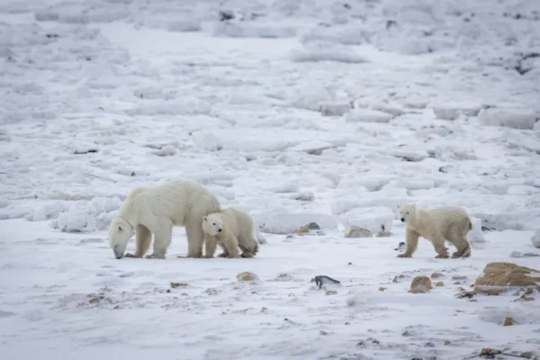 A female polar bear and her cub were joined by another cub during recent fieldwork by scientists near Churchill, Man., in November 2025.