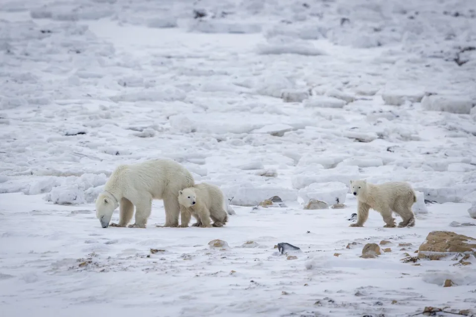 A female polar bear and her cub were joined by another cub during recent fieldwork by scientists near Churchill, Man., in November 2025.
