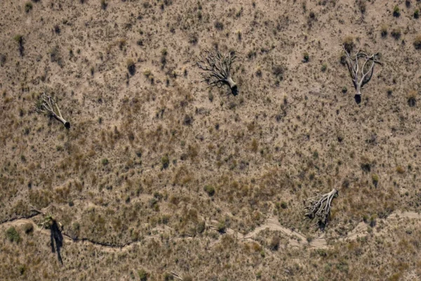 Joshua trees in the desert outside of Los Angelese