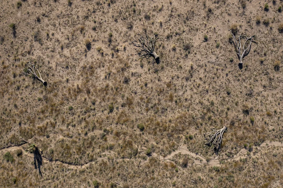 Joshua trees in the desert outside of Los Angelese