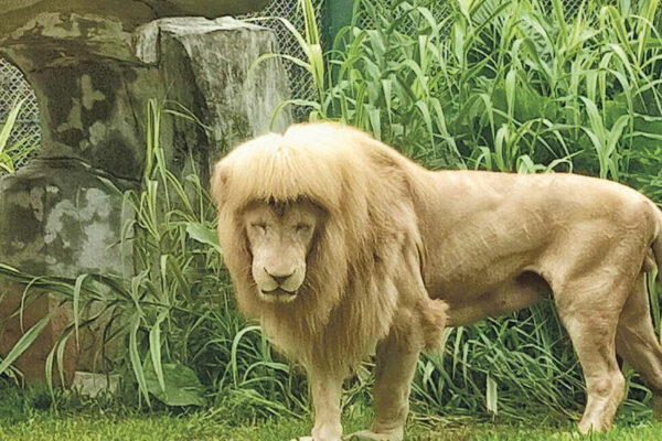 九市速遞：廣州「齊陰」白獅退休 - 20251206 - 港聞 - 每日明報