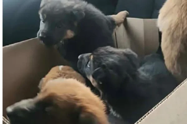The lucky seven puppies were found in a box taped shut east of Steinbach by a volunteer at the animal shelter who happened to be passing by.