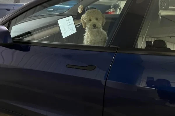 One Tesla owner could have caused a stir after leaving their dog in a parked vehicle — but the vehicle's Dog Mode ensured the adorable pet's safety.
