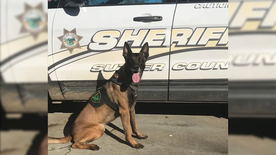 <em>The Sutter County Sheriff’s Office is mourning the loss of K-9 Odin, who died on Dec. 5, 2025.</em>/SCSO