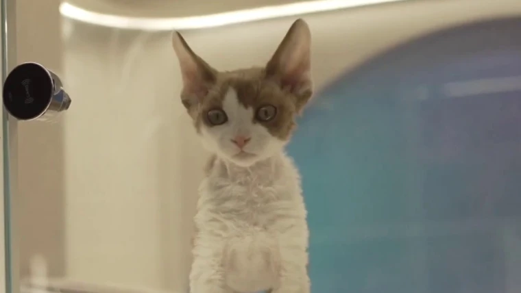 China sees surge in pet ownership as the country’s population shrinks 