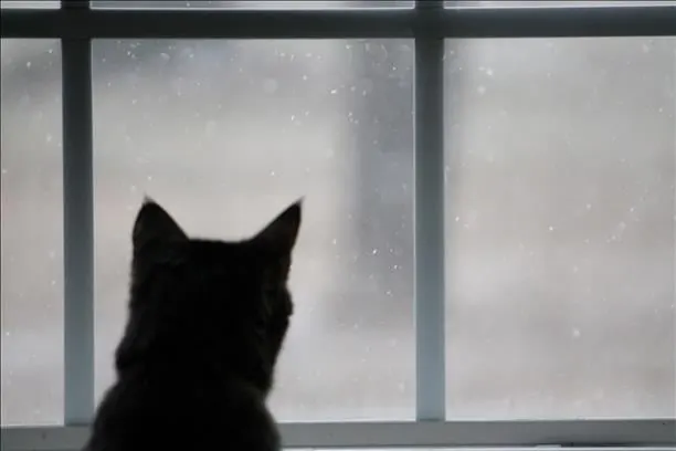 Photos from Georgia residents in North Georgia and Atlanta during the snow storm of January 29, 2014. Snow started around noon on Tuesday and spread across North Georgia covering the ground, closing schools and businesses and creating gridlock on the roadways.