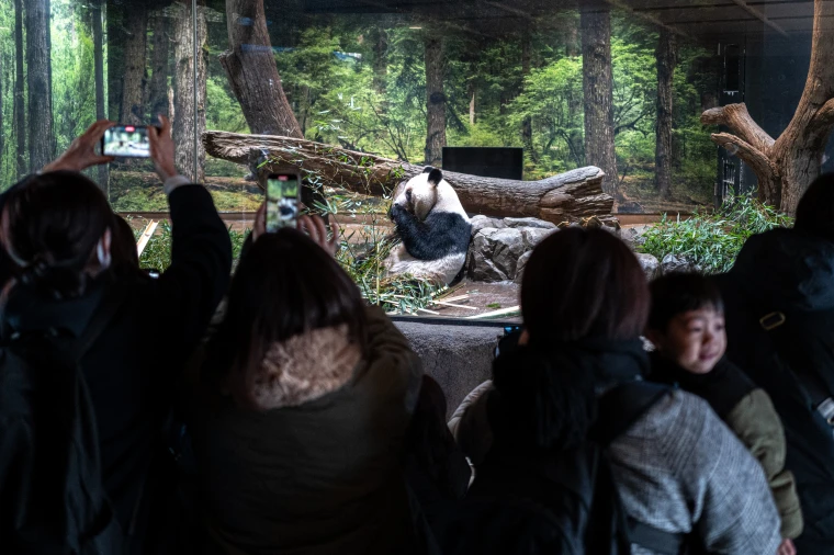 People watch the giant panda Lei Lei eat during the final day for public viewing before its departure for China.