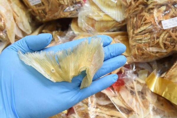 6.5% of shark fins sold in Hong Kong are protected, higher than reported: study
