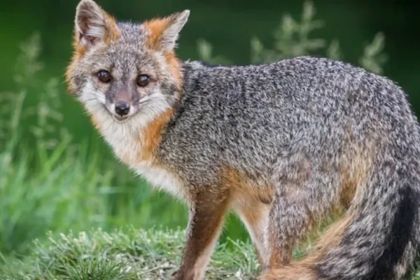 Mysterious Gray Animals - Gray Fox