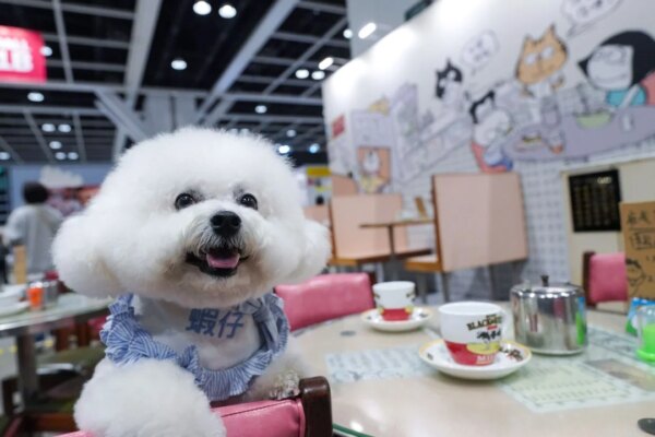 Pawsitively posh: Hong Kong Pet Show takes luxury to new heights