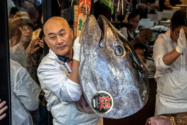 A member of staff holds up a head of a 243-kilogram bluefin tuna at the sushi restaurant Sushizanmai
