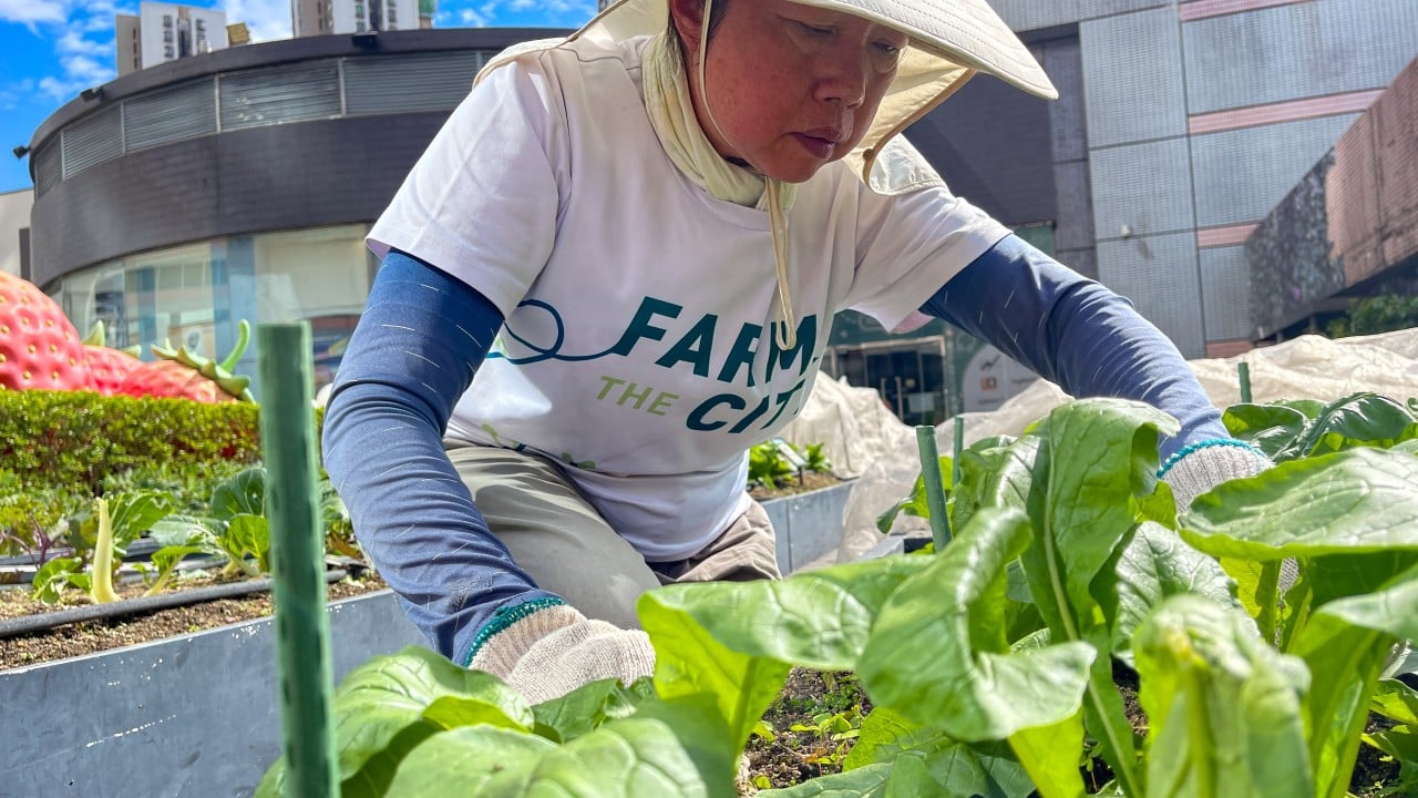 Operation Santa Claus: elderly Hongkongers find new purpose on rooftop farms