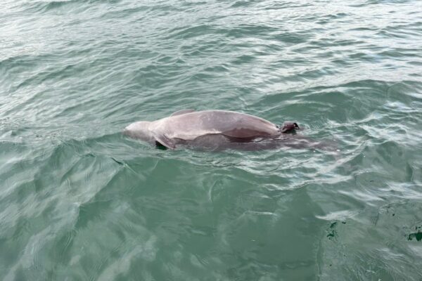 Porpoise with stillborn calf found in Hong Kong waters