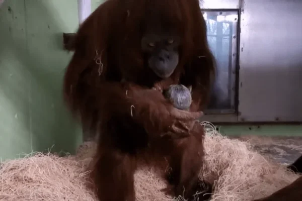 Riang born on Jan. 4, 2026 (Courtesy: Sedgwick County Zoo)