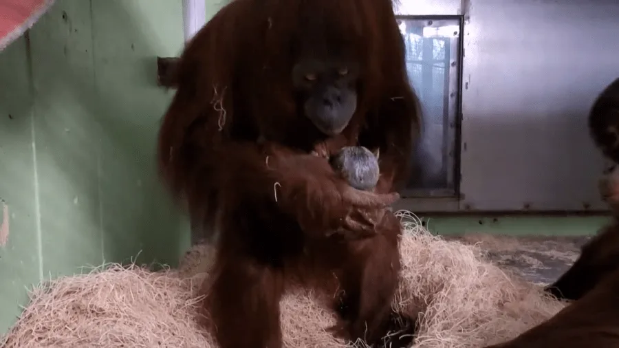 Riang born on Jan. 4, 2026 (Courtesy: Sedgwick County Zoo)