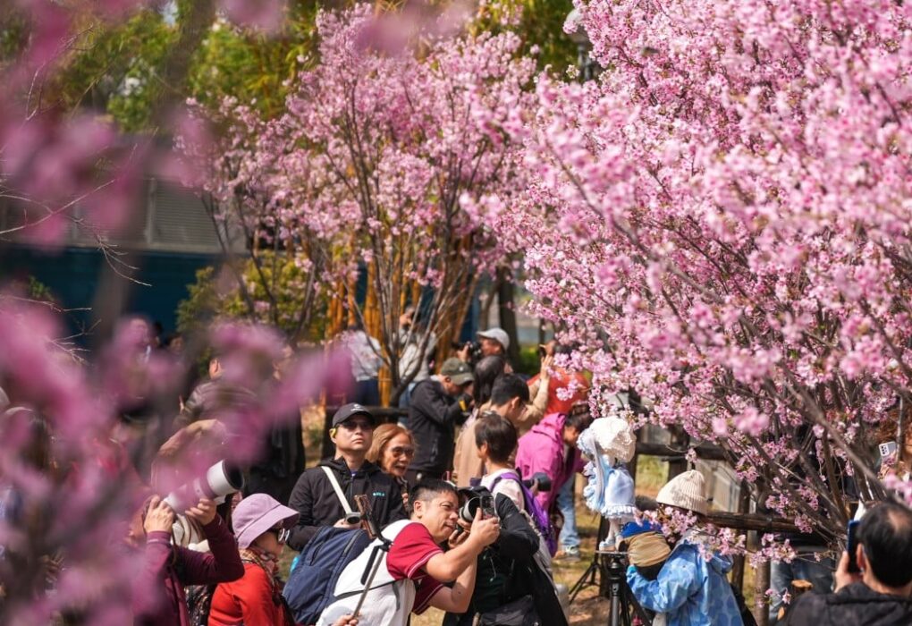 Blooming good: where to find cherry blossoms in Hong Kong this spring