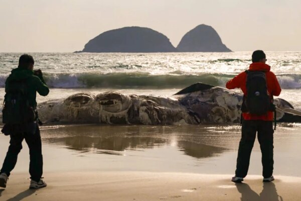 Discovery of badly decomposed whale carcass on Sai Kung beach triggers probe