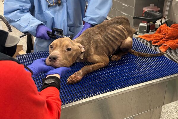 Dolly MSPCA emaciated dog