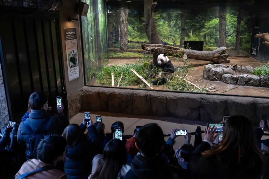 People take photographs of giant panda Lei Lei on her final public viewing day on Sunday.
