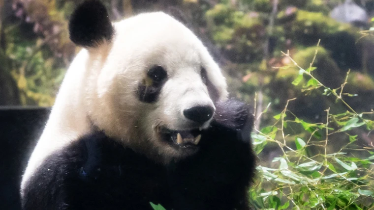 Japan's last two giant pandas begin trip home to China