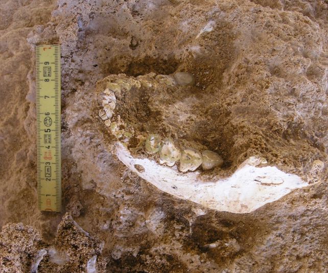 Moroccan Cave Fossils Capture a Crossroads in Modern Human Evolution : ScienceAlert