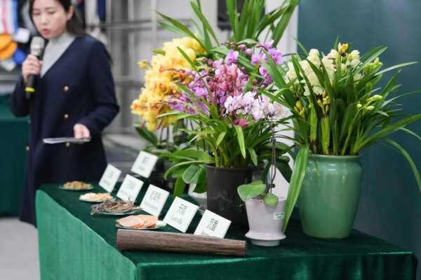 23 cases of smuggled orchids recorded as holiday demand swells in Hong Kong