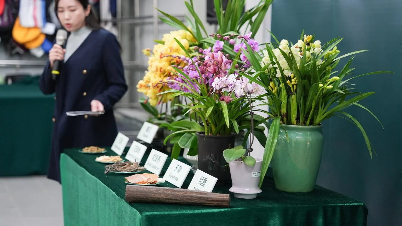 23 cases of smuggled orchids recorded as holiday demand swells in Hong Kong