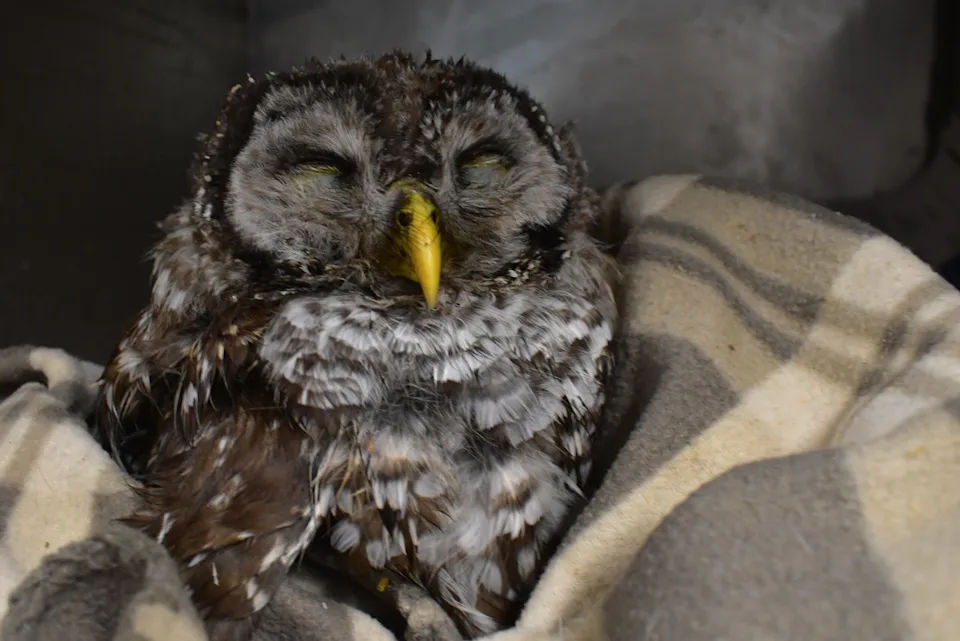 A barred owl found in Sutton with signs of rodenticide poisoning is pictured at Wings of the Dawn wildlife rescue in Henniker. The owl died on Feb. 18 after arriving at the rescue, according to staff. (Photo courtesy Wings Wildlife)
