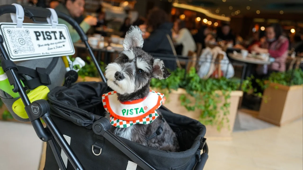 Hong Kong government may set limit of 2 dogs per diner under new pet-friendly policy