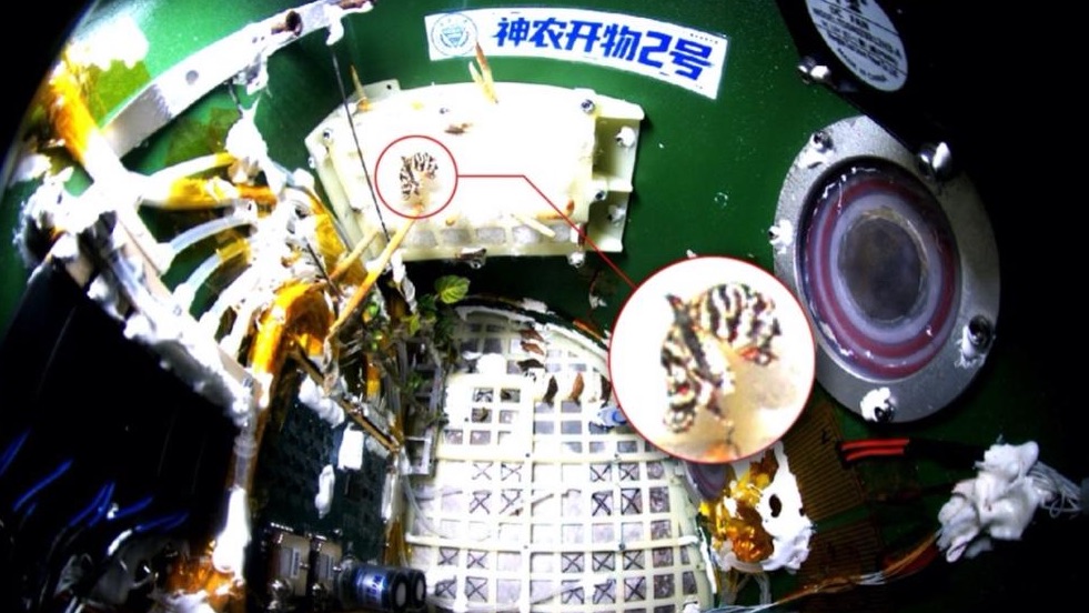 China hatches a butterfly in space