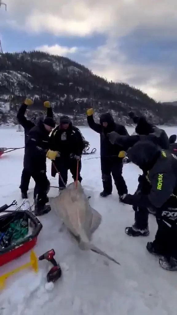 Record-Breaking 244-Pound Atlantic Halibut Caught in Quebec