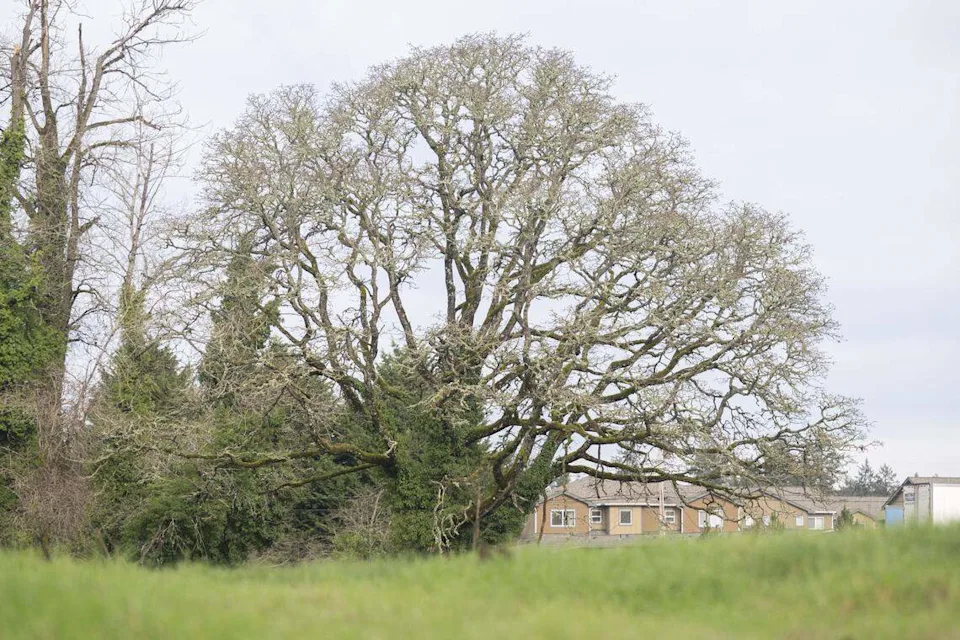 A Garry oak tree, estimated to be at least 900 years old, stand on Wednesday, Feb. 4, 2026, in Lakewood, Wash. Plans for a semi-truck and trailer parking lot are in the works for the site.