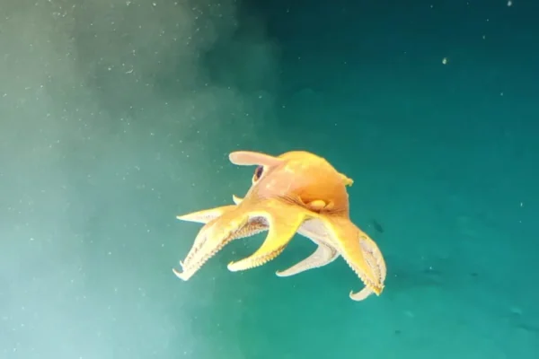 Dumbo octopus swimming in Caribbean Ocean