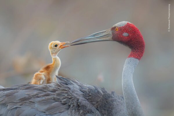A sarus crane parent shares an intimate and moving moment with its one-week-old chick.
